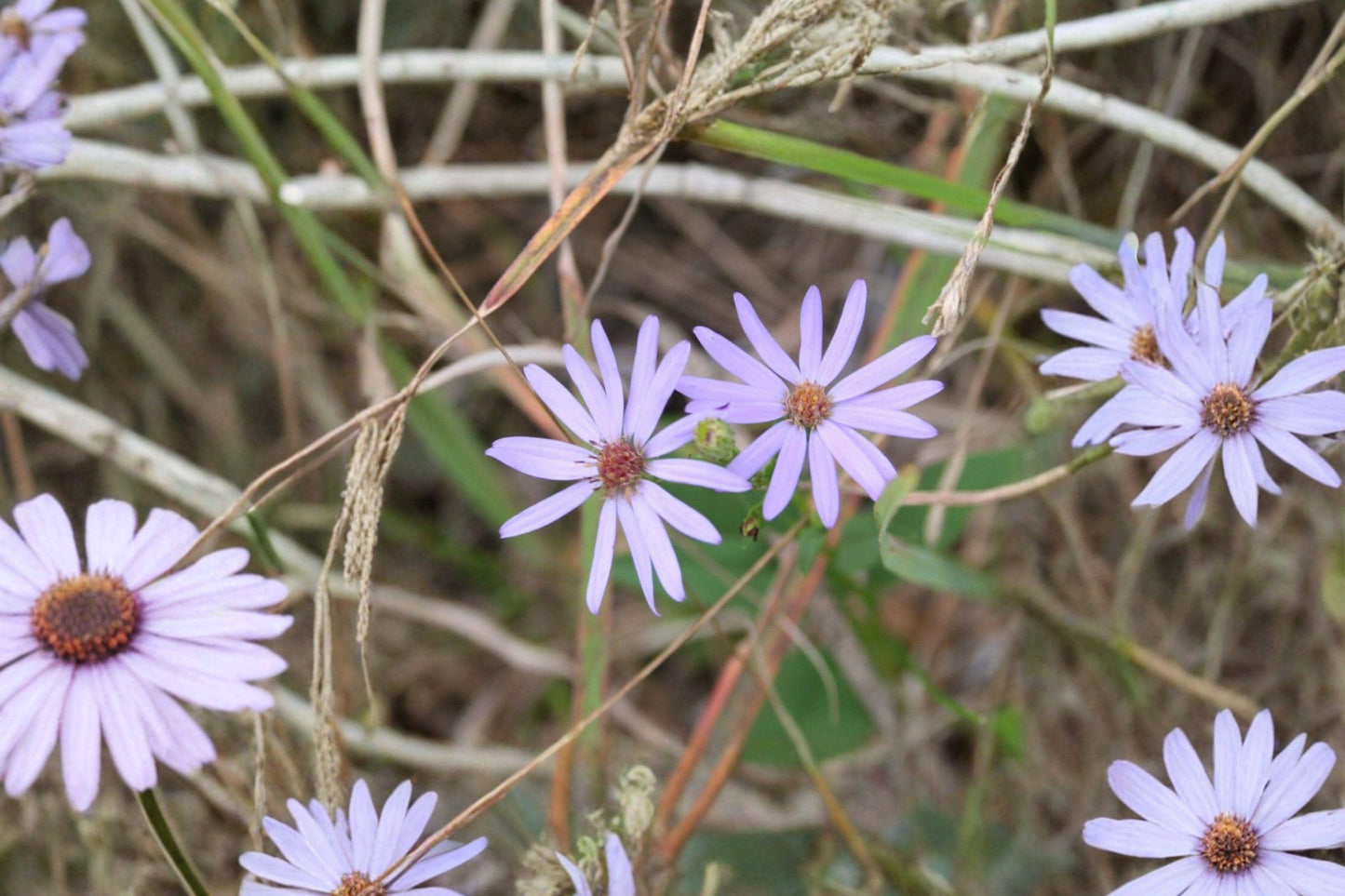 100 Sky Blue Aster Seeds – Symphyotrichum oolentangiense – Native Wildflower