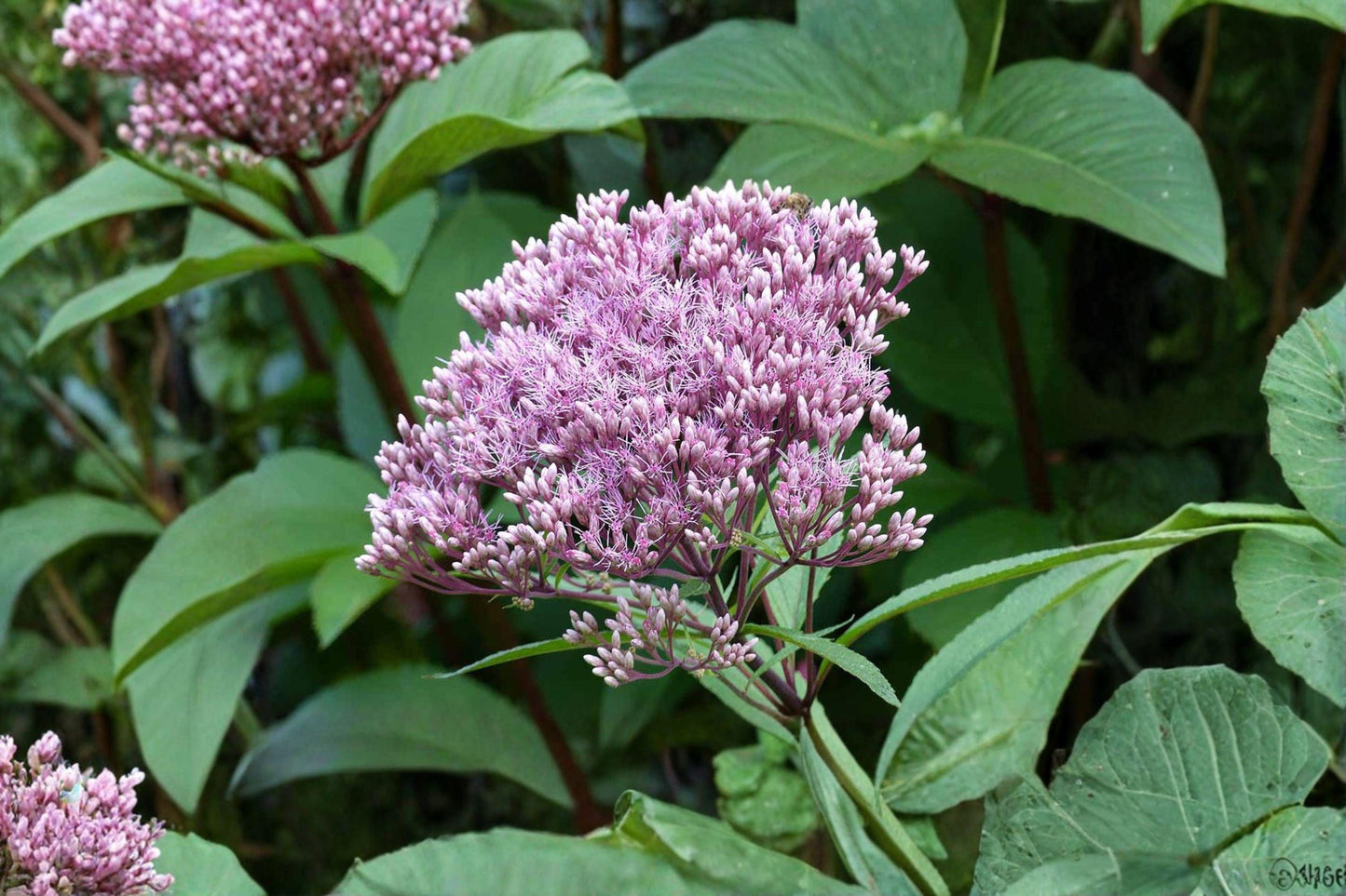 100 Joe Pye Weed Seeds – Eutrochium fistulosum – Native Pollinator Flower
