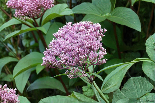 100 Joe Pye Weed Seeds – Eutrochium fistulosum – Native Pollinator Flower
