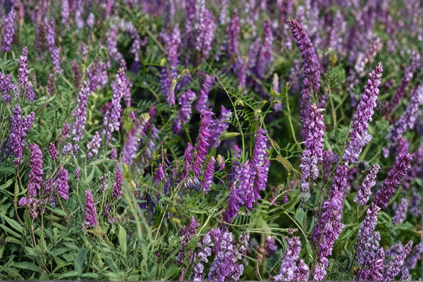 100 Hairy Vetch Seeds – Vicia villosa – Purple Bounty – Cover Crop – Nitrogen Fixer