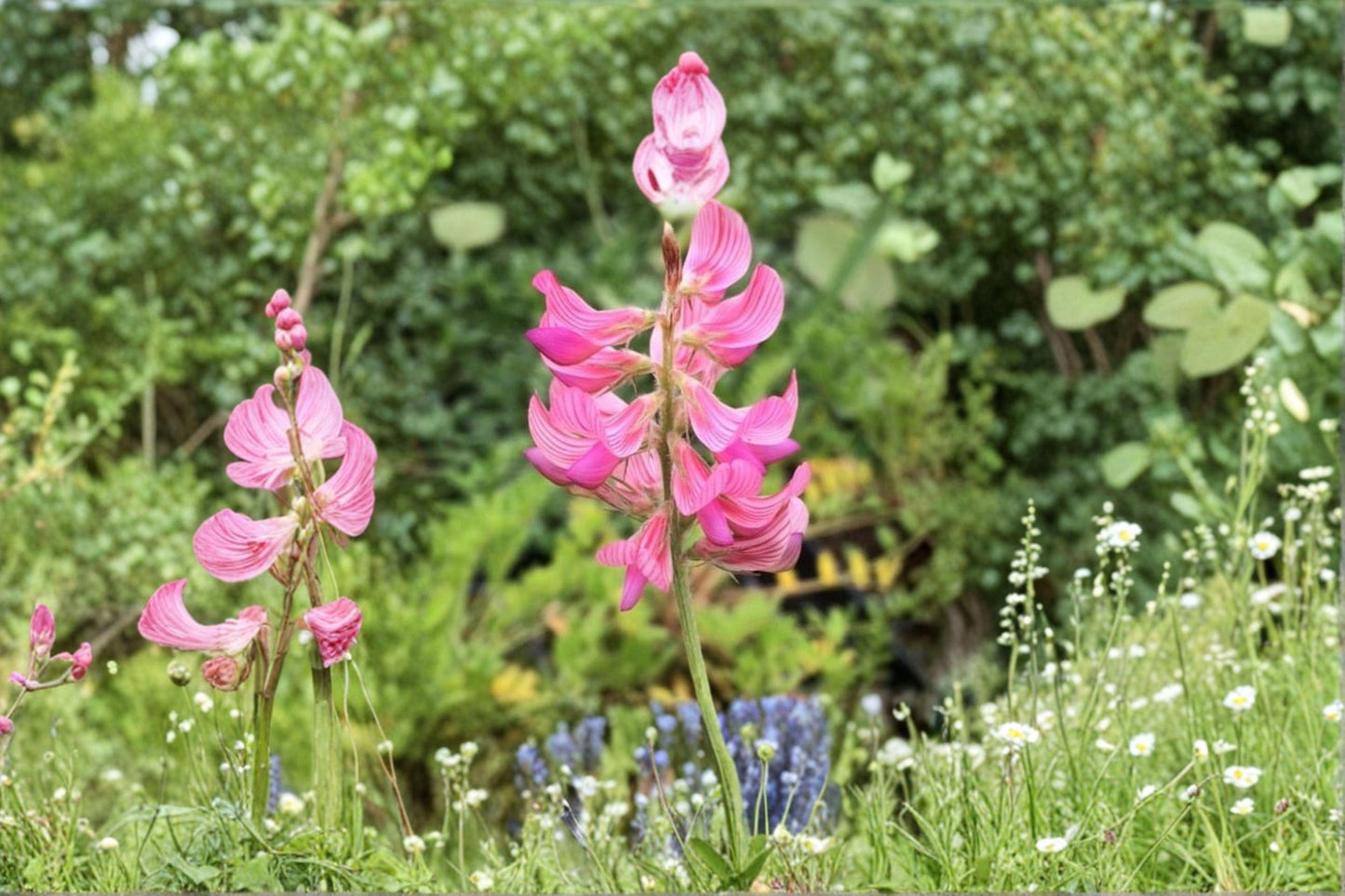 100 Sainfoin Shoshone Seeds – Onobrychis viciifolia – Forage Legume – Pollinator Plant – Nitrogen Fixer