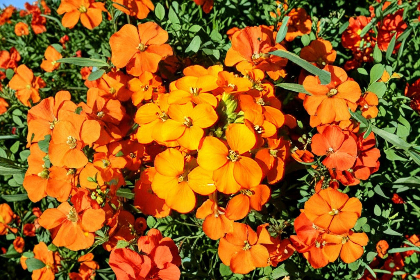 100 Siberian Wallflower Seeds – Cheiranthus allionii – Orange Flower – Rock Garden Plant
