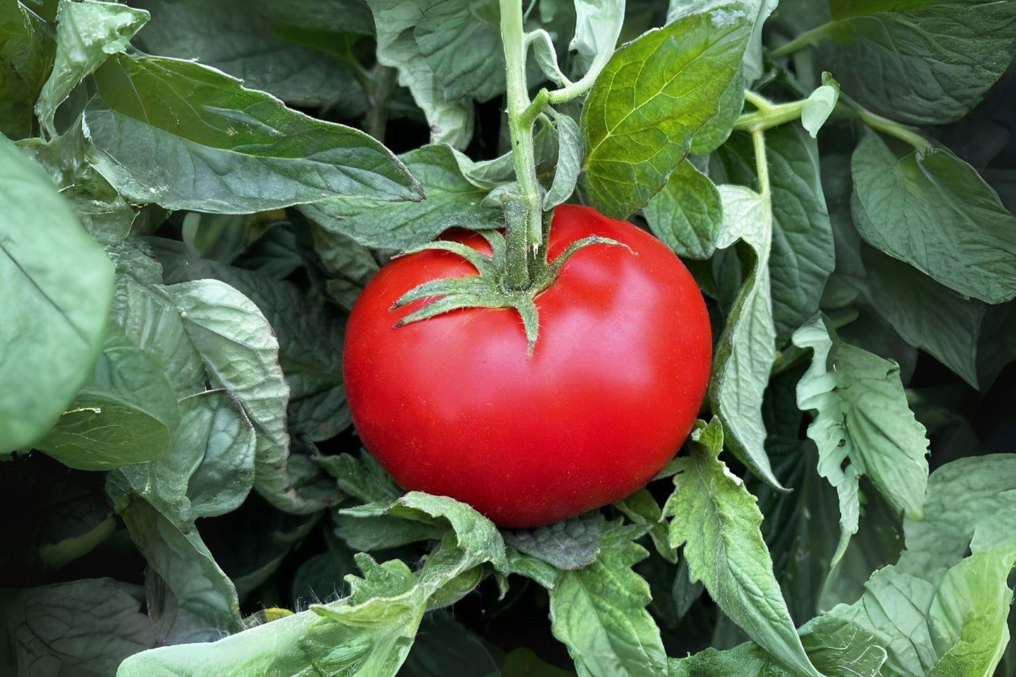 100mg Seeds Tomato Ace 55 | Heirloom Slicing Tomato | Low Acid Garden Vegetable