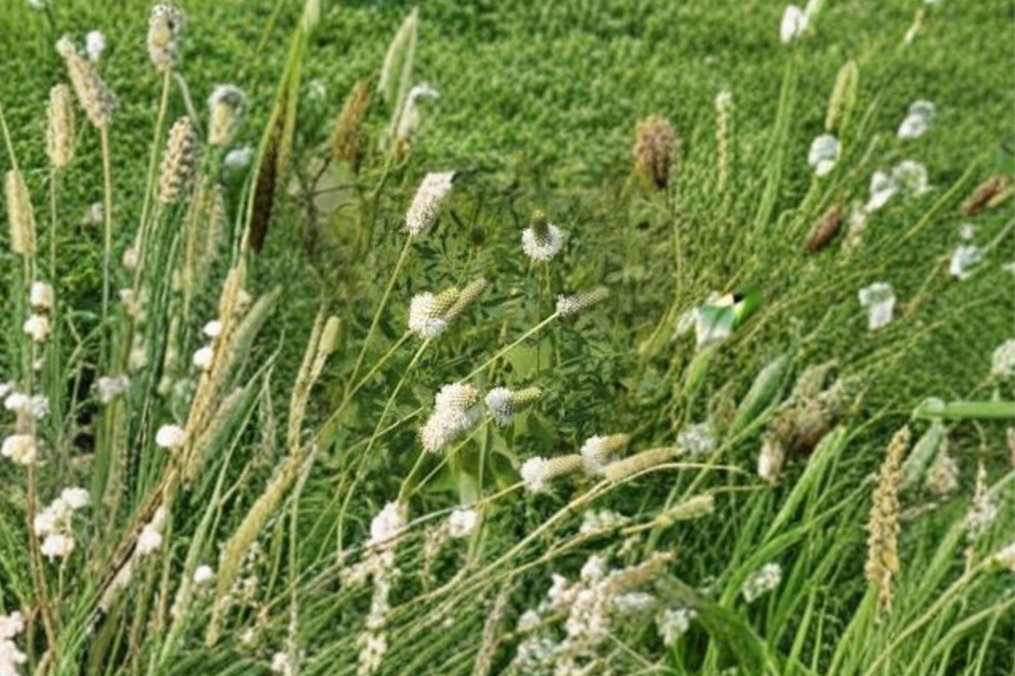 100 White Prairie Clover Seeds – Dalea candida – Native Legume – Pollinator Plant – Prairie Wildflower