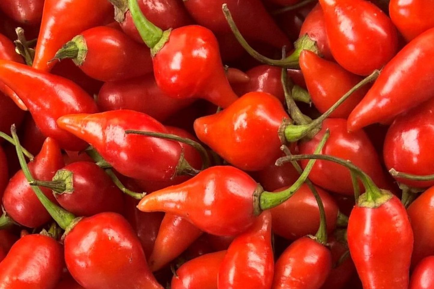 Biquinho Red Hot Pepper Seeds | NON-GMO | Little Beak Variety | Capsicum chinense