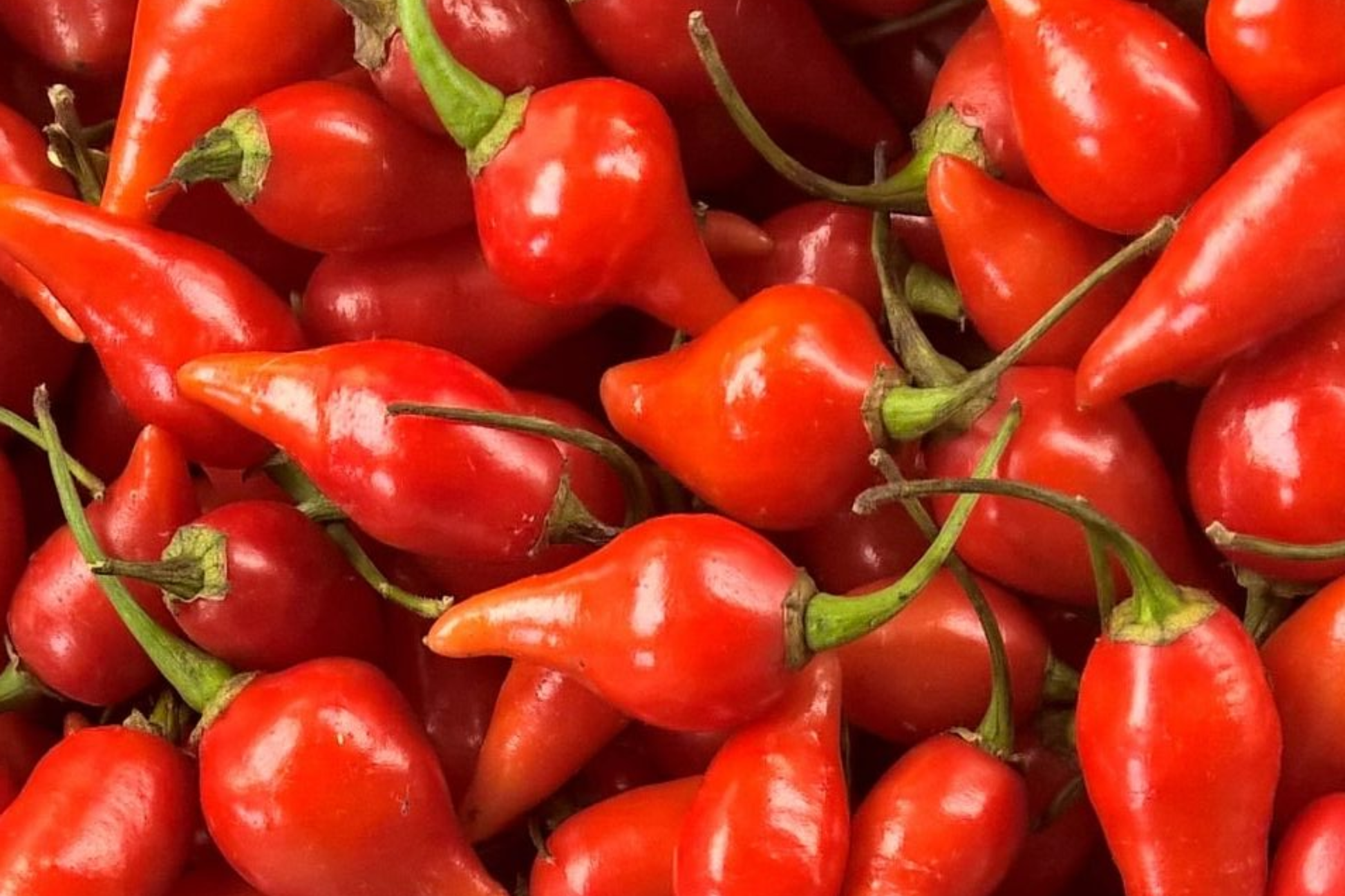 Biquinho Red Hot Pepper Seeds | NON-GMO | Little Beak Variety | Capsicum chinense