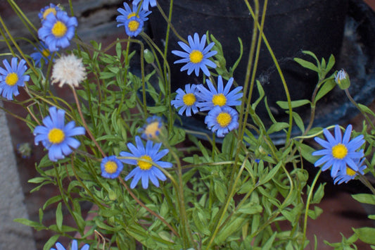 200+ Blue Marguerite Daisy Seeds – Elegant Garden Blooms – USA Grown –