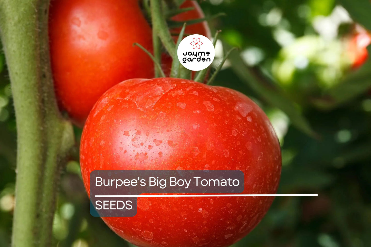 Burpee's Big Boy Tomato Seeds (F1 Hybrid) | Heirloom, Non-GMO | 10-16 oz Fruit, 80 Days to Maturity | USDA Zones 3-10 | Free Shipping