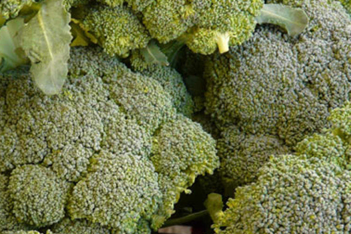 Broccoli Seeds | Waltham 29 Variety | NON-GMO | Brassica oleracea