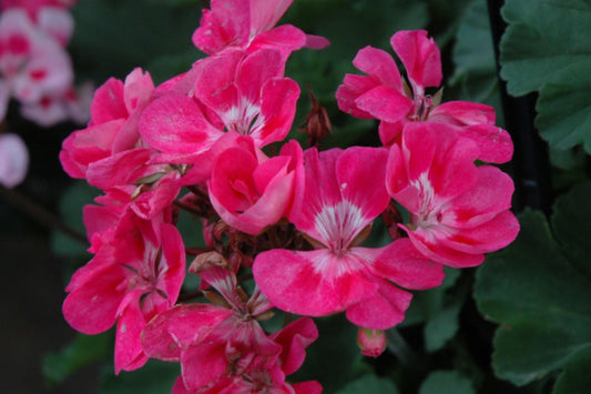 25+ Presto Pink Geranium Seeds – Vibrant Blooming Flowers – Easy to Grow – USA Grown –