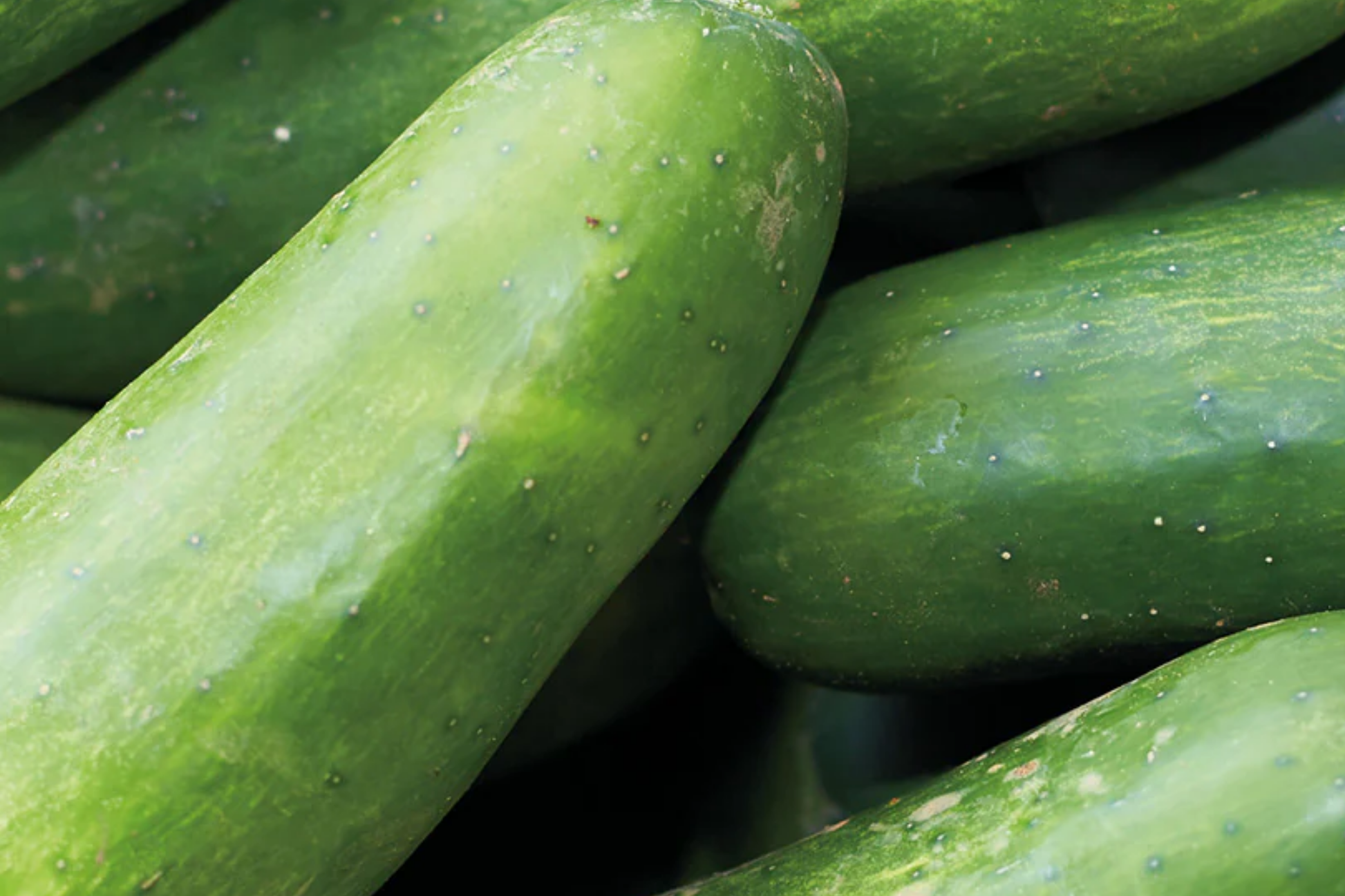 Marketmore Cucumber Seeds | Organic NON-GMO | Heirloom Vegetable Seeds | Cucumis sativus