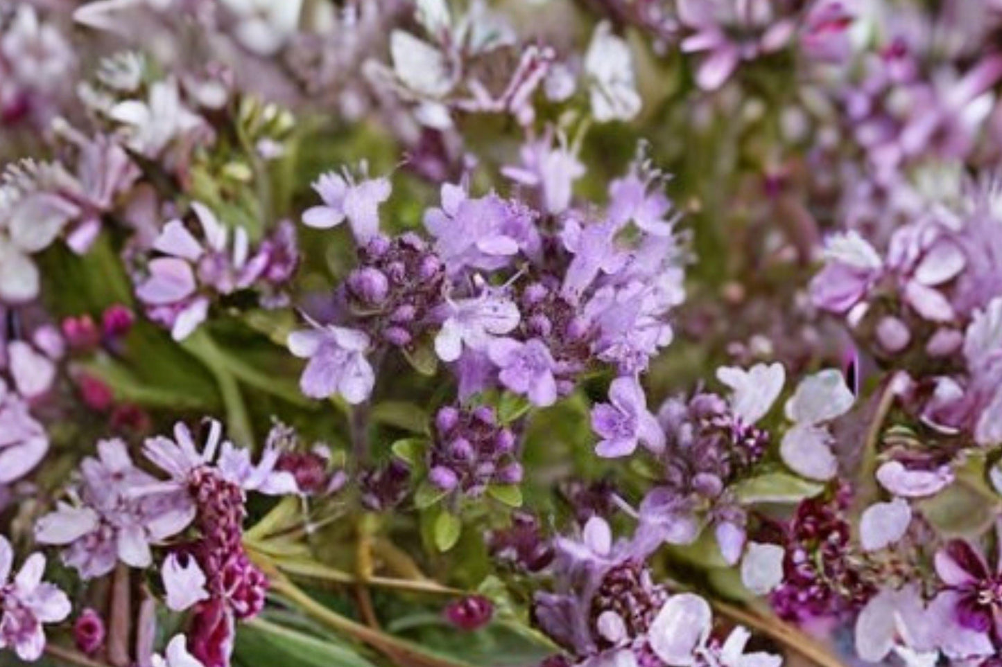 100 Creeping Thyme Seeds – Thymus serpyllum – Groundcover Herb – Pollinator Plant – Lawn Alternative