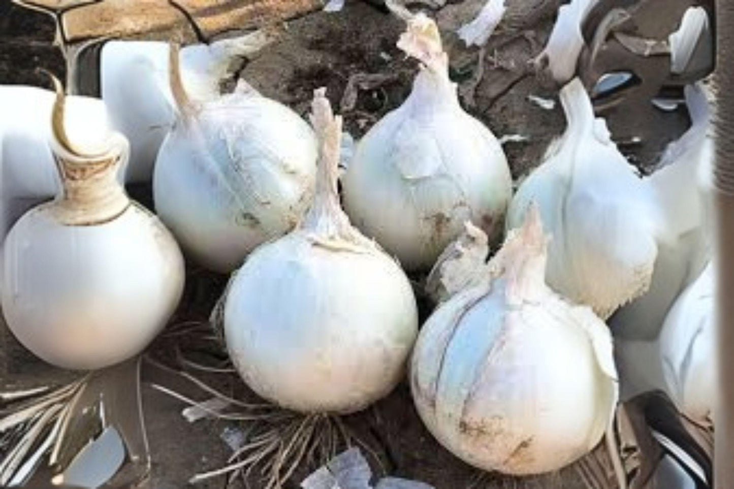 Blanco Duro Onion Seeds | Heirloom White Onion, Home Garden (250 mg)