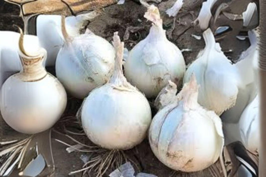 Blanco Duro Onion Seeds | Heirloom White Onion, Home Garden (250 mg)
