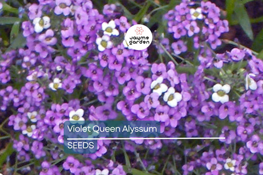 Violet Queen Alyssum Seeds | Non-GMO | Fragrant Purple Flowers | 4-6 Inches Tall | Long Bloom Season | USDA Zones 3-10 | Free Shipping