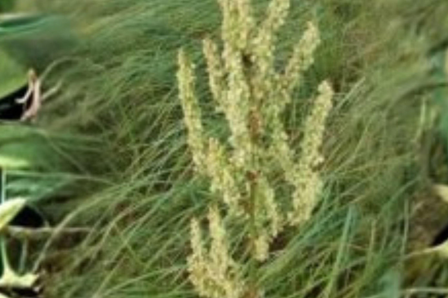 100 Seeds Rumex orbiculatus — Water Dock, Wetland Plant for Ponds & Marsh Gardens
