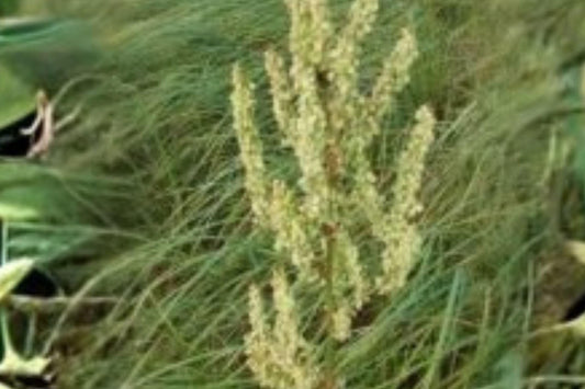 100 Seeds Rumex orbiculatus — Water Dock, Wetland Plant for Ponds & Marsh Gardens