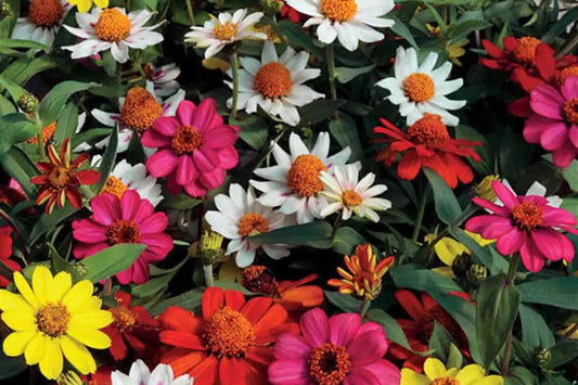 Zahara Double Brilliant Mix Zinnia Seeds – 100+ Hybrid Flower Seeds, , Disease-Resistant, Pollinator & Cut Flower Garden