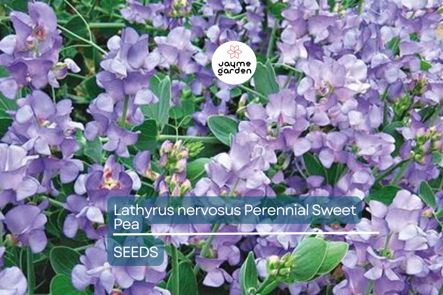 Perennial Sweet Pea Seeds - 50+ Lathyrus Nervosus - Fragrant Vine -  - Cottage Garden - Trellis Climber - Non-GMO