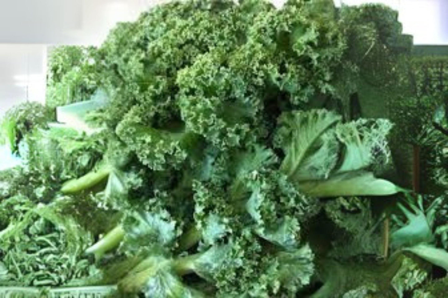 350 Dwarf Blue Curled Scotch Kale Seeds: Heirloom Garden Greens