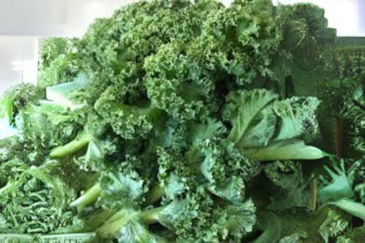 350 Dwarf Blue Curled Scotch Kale Seeds: Heirloom Garden Greens