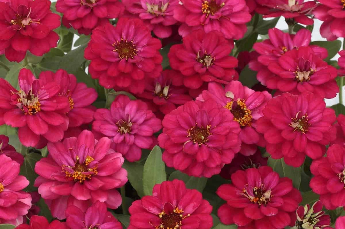100+ Profusion Double Hot Cherry Zinnia Seeds – Bright Bold Blooms – Easy Garden Flowers – USA Grown –