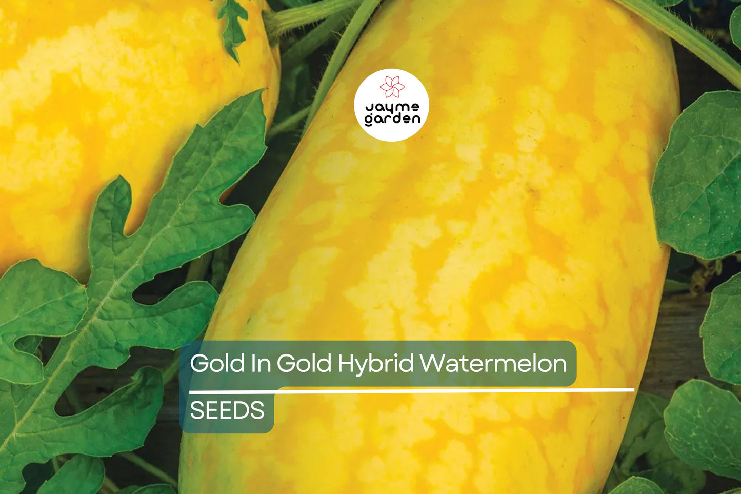 Gold In Gold Hybrid Watermelon Seeds - 50+ Seeds - Sweet Yellow Flesh - USA Grown -  - High Yield Fruit Garden