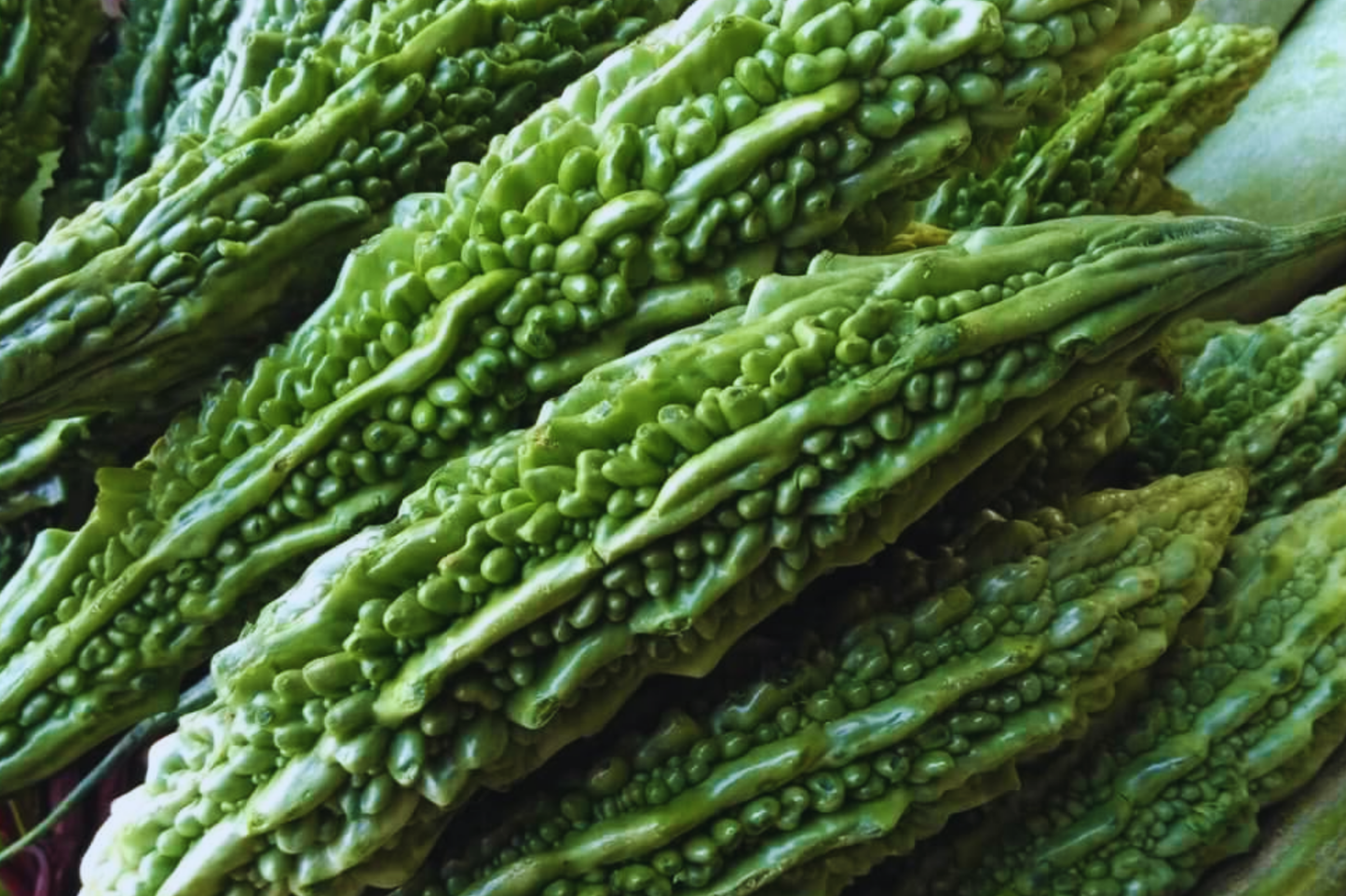 Bitter Gourd Seeds | Green Skin Bitter Melon Seeds | Vietnam Variety | Momordica charantia