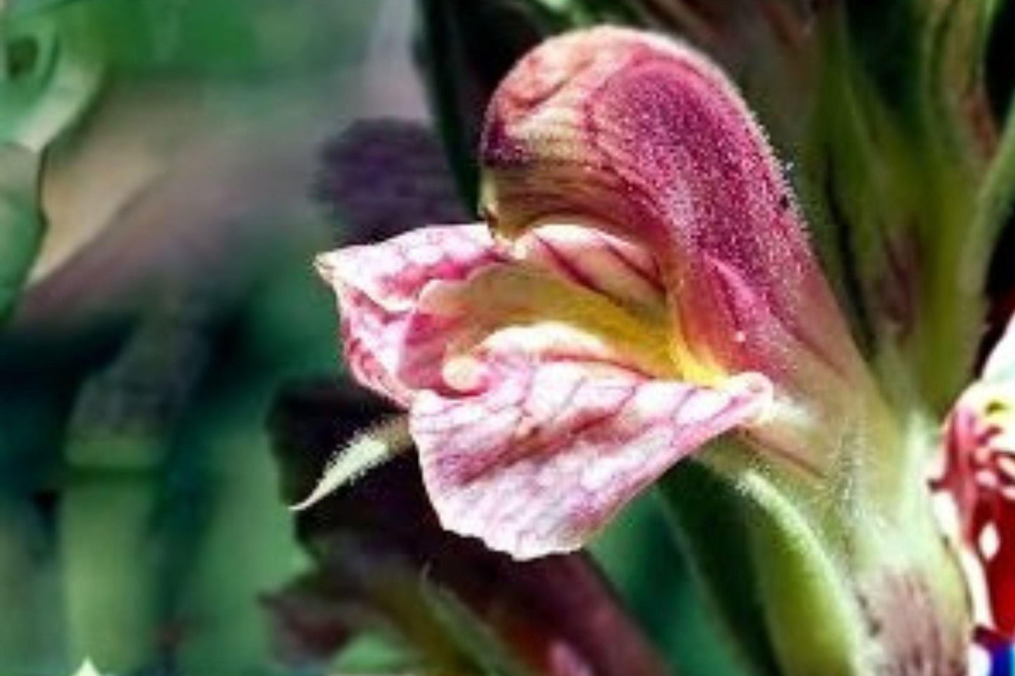 100 Giant Lousewort Seeds – Pedicularis procera – Rare Wildflower – Native Perennial – Moist Meadow Plant