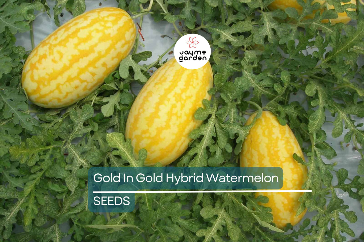 Gold In Gold Hybrid Watermelon Seeds - 50+ Seeds - Sweet Yellow Flesh - USA Grown -  - High Yield Fruit Garden