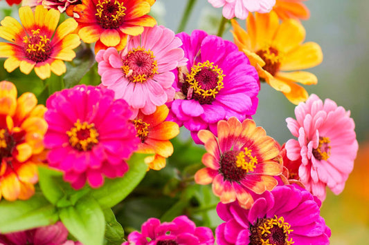 Carrousel Mixed Zinnia Seeds – 100+ Heirloom Flower Seeds, , Double Blooms, Pollinator & Cut Flower Garden, USA Grown