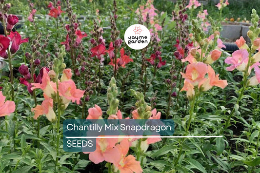 Chantilly Mix Snapdragon Seeds - 1000+ Seeds - Tall Cottage Flowers - USA Grown -  - Cut Flower Garden - Pollinator Friendly