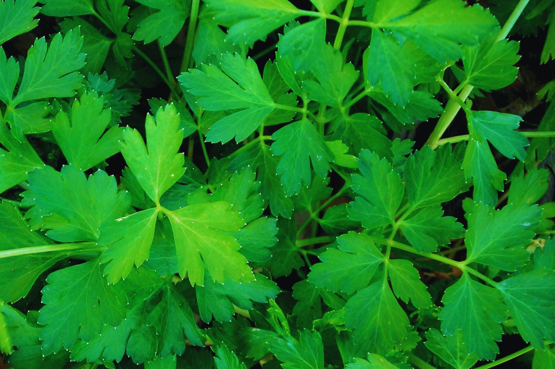 Italian Flat Leaf Parsley Seeds | Dark Green Non-GMO | Fresh Herb Garden Seeds | Petroselinum crispum