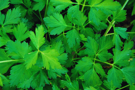 Italian Flat Leaf Parsley Seeds | Dark Green Non-GMO | Fresh Herb Garden Seeds | Petroselinum crispum