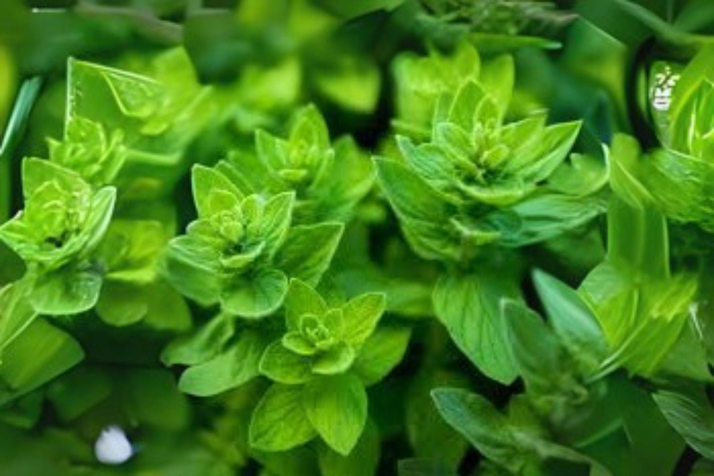 Italian Oregano Seeds: Heirloom Culinary Herb for Mediterranean Cuisine