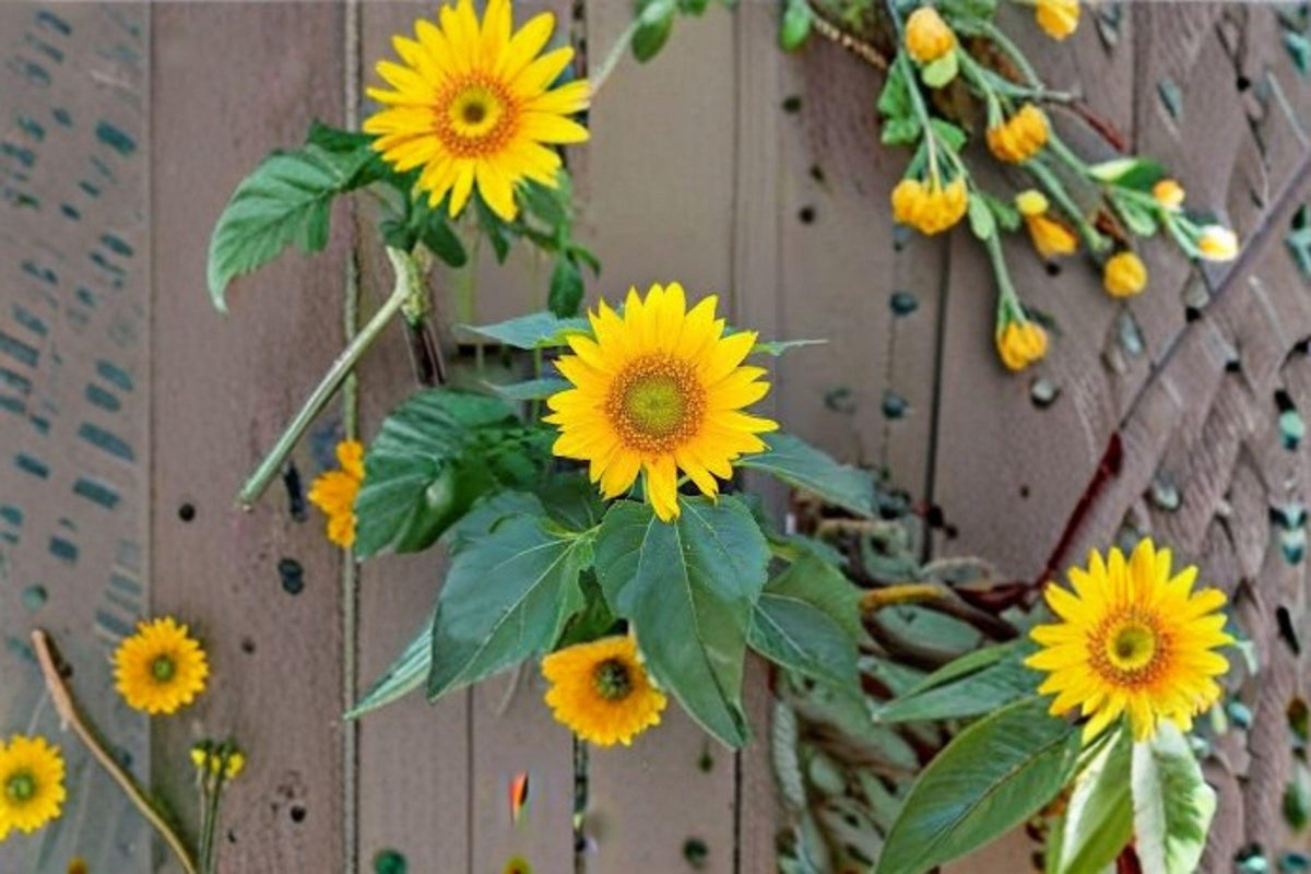 1 g Sunspot Sunflower Seeds – Dwarf Giant Bloom Sunflower for Pots and ...