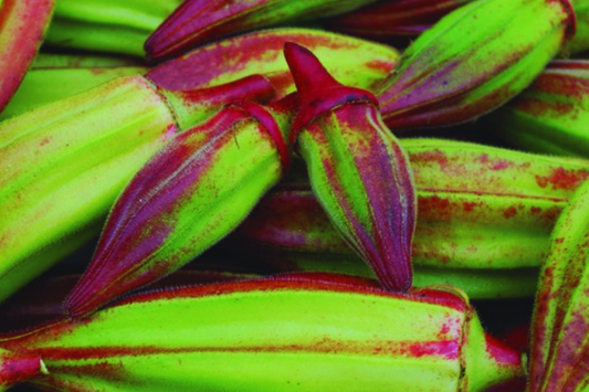 Hill Country Red Okra Seeds | NON-GMO Vegetable Seeds | Heirloom Variety | Abelmoschus esculentus