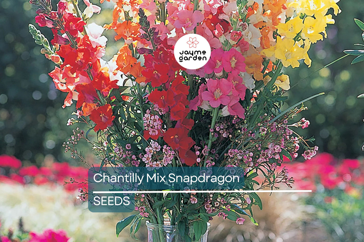 Chantilly Mix Snapdragon Seeds - 1000+ Seeds - Tall Cottage Flowers - USA Grown -  - Cut Flower Garden - Pollinator Friendly