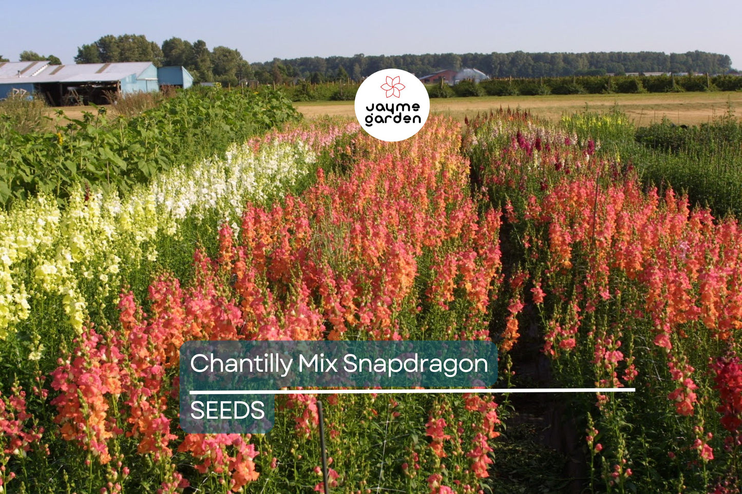Chantilly Mix Snapdragon Seeds - 1000+ Seeds - Tall Cottage Flowers - USA Grown -  - Cut Flower Garden - Pollinator Friendly