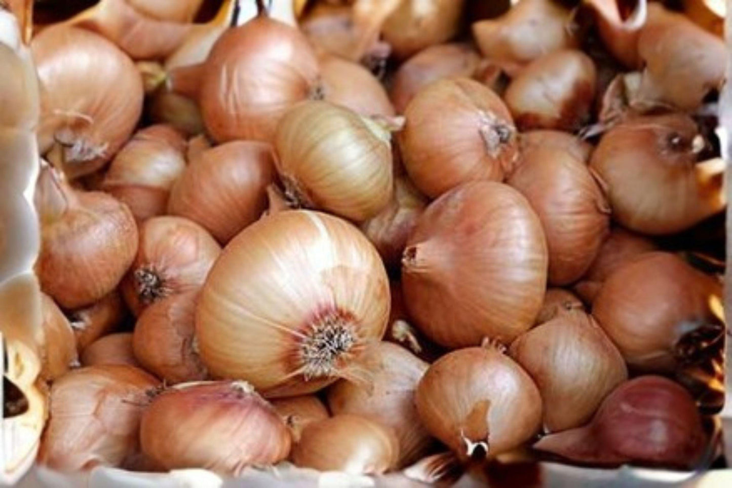 Burrell's Yellow Valencia Onion Seeds: Heirloom Vegetable Garden (250 mg)
