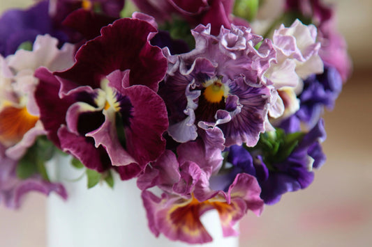 Moulin Rouge Mix Pansy Seeds – 200+ Heirloom Viola Seeds, , Dramatic Colors, Cool Weather Blooms, Container & Garden