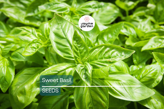 Sweet Basil Seeds | Heirloom, Non-GMO | Culinary Herb | 14-18" Tall | 65 Days to Maturity | USDA Zones 3-10 | Free Shipping