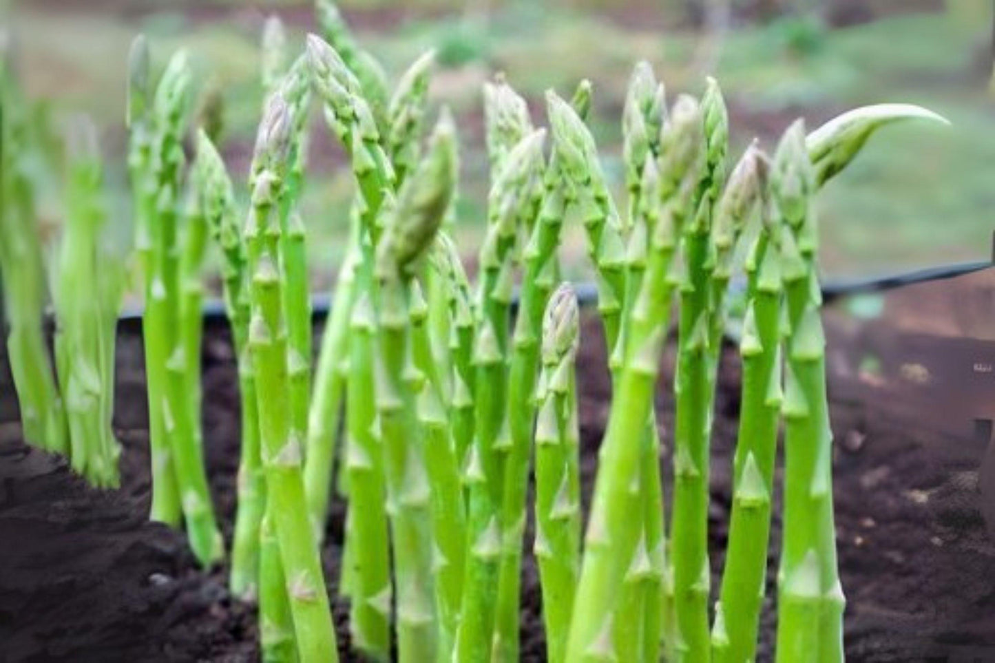 40 Asparagus Mary Washington Seeds – Heirloom Perennial Vegetable, Tender Shoots for Home Garden