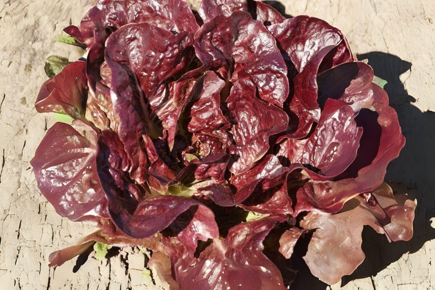 700 Rouge De Hiver Red Romaine Lettuce Seeds: Heirloom Garden Variety