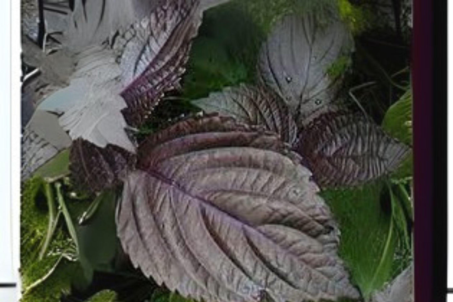 400 Korean Perilla Shiso Herb Seeds: Green Leaf Culinary Herb