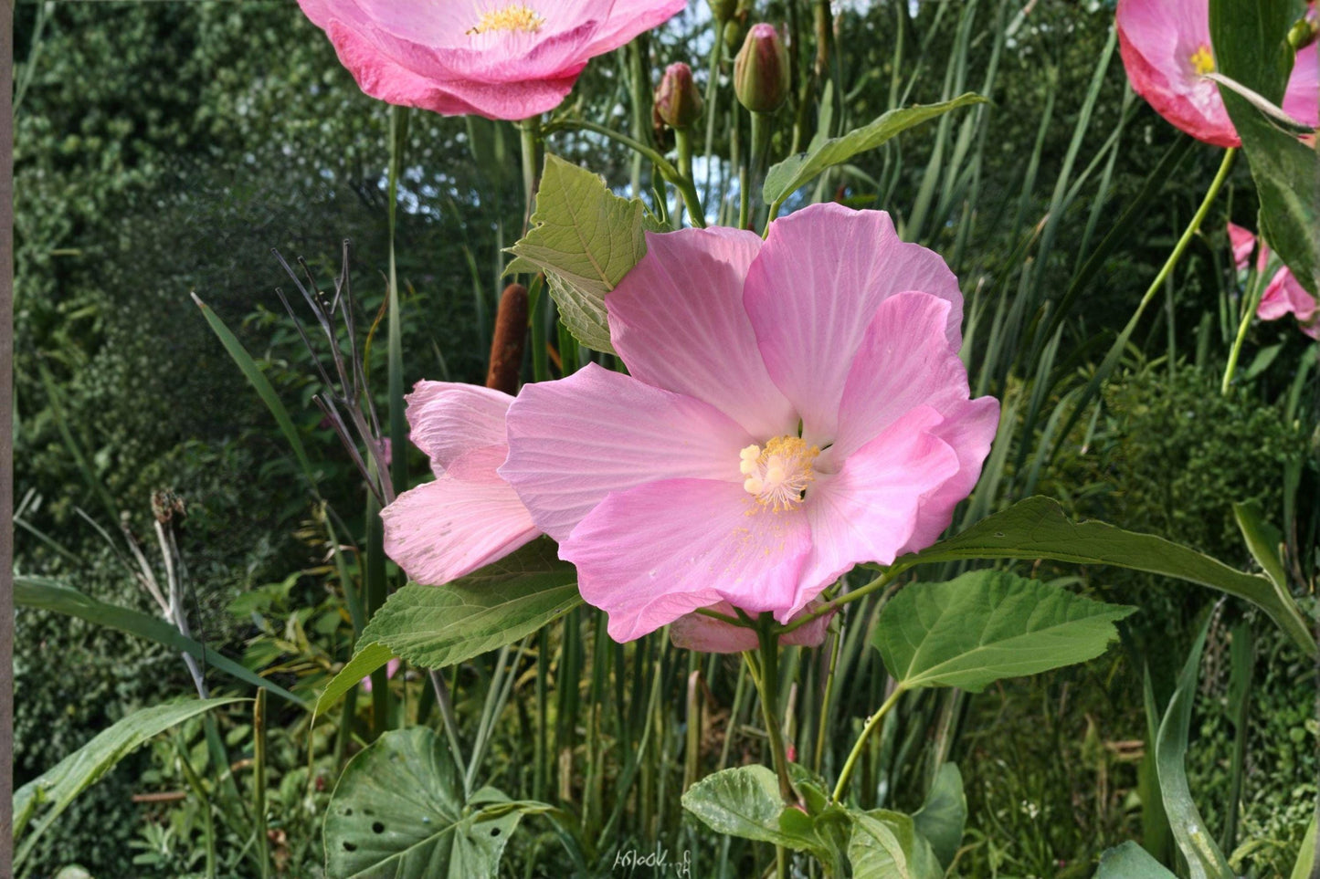 30 Swamp Rose Mallow Seeds: Crimson-Eyed Hibiscus, Hardy Perennial