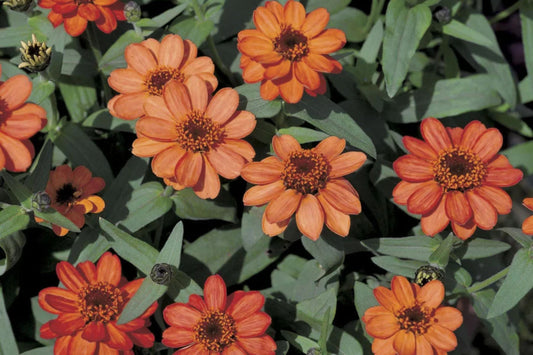 Profusion Apricot Zinnia Seeds – 100+ Heirloom Flower Seeds, , Drought-Tolerant, Pollinator & Cut Flower Garden