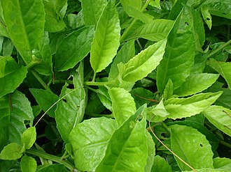 6 Gynura procumbens Cuttings – Longevity Spinach Live Unrooted Stems – Ornamental Green Foliage for Containers & Tropical Landscapin