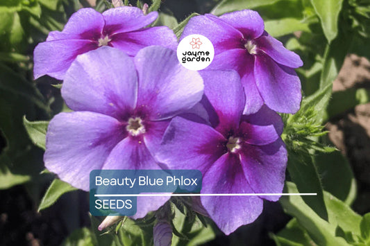 Beauty Blue Phlox Seeds, Phlox drummondii, 8-12 Inches Tall, Violet-Blue Blooms, Fragrant, Attracts Pollinators, USDA Zones 3-9, Non-GMO