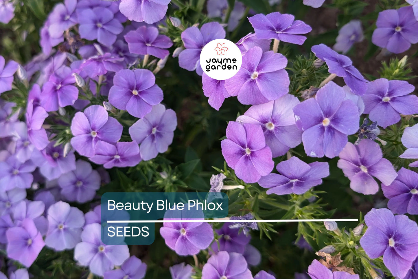 Beauty Blue Phlox Seeds, Phlox drummondii, 8-12 Inches Tall, Violet-Blue Blooms, Fragrant, Attracts Pollinators, USDA Zones 3-9, Non-GMO